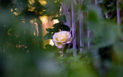 5 choses que les humains doivent faire à l’ère de l’IA