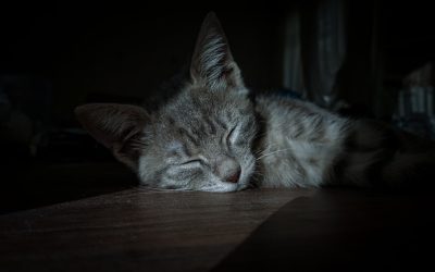 Les 10 Effets Surprenants du Manque de Sommeil sur Votre Corps et Votre Esprit