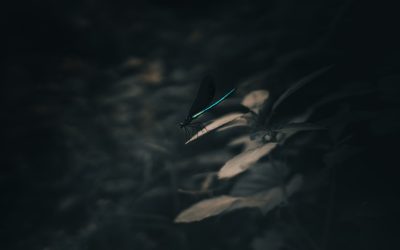 Sécurité Internet et Protection de la Vie Privée : Les Clés pour 2025 et Au-delà