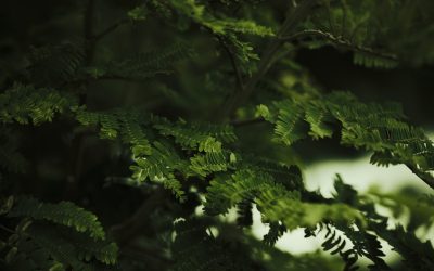 Guide pour Démarrer une Vie Zéro Déchet : Un Pas Vers un Avenir Plus Vert